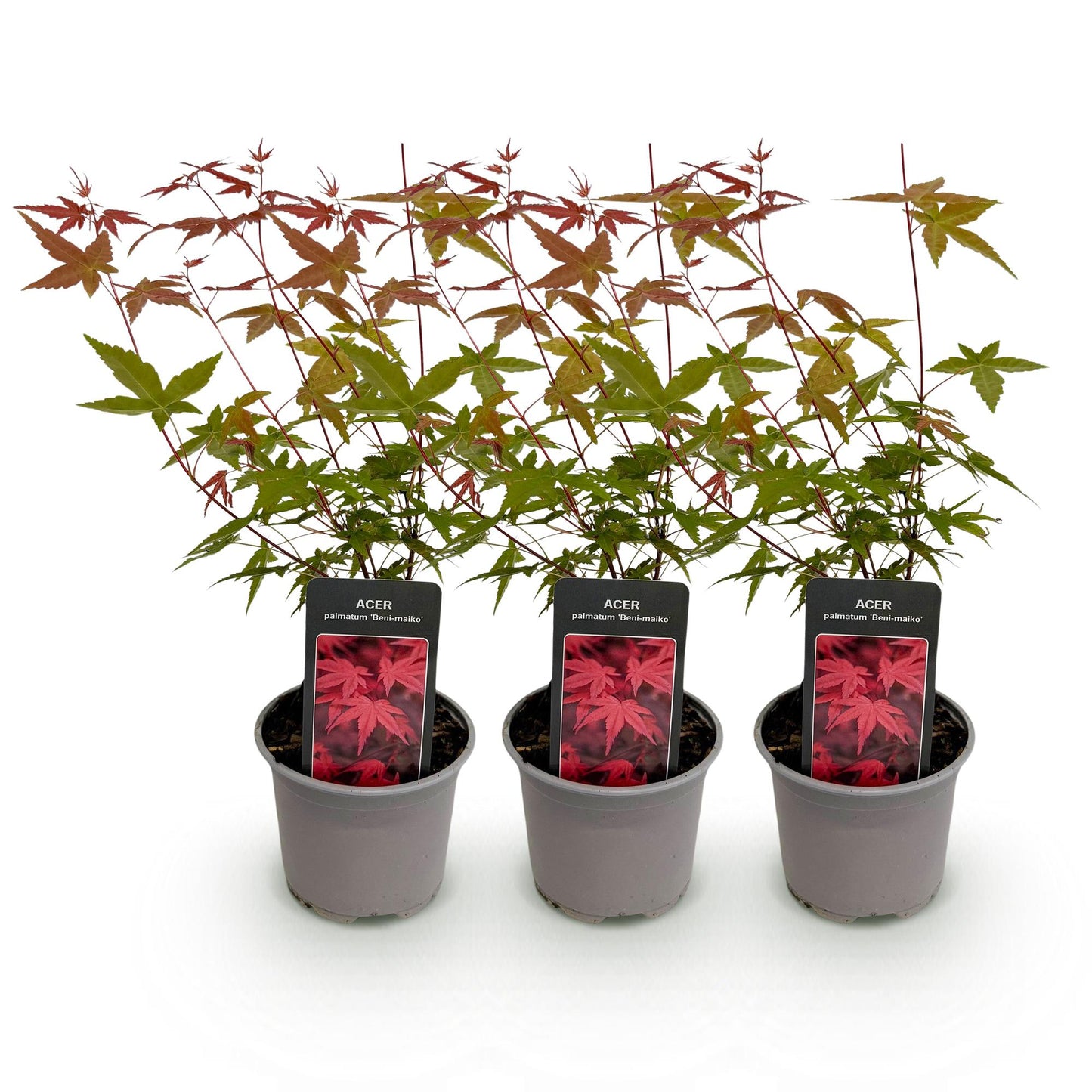 🍁 Acer palmatum ‘Beni-Maiko’ – Rode Japanse Esdoorn | (3 stuks)