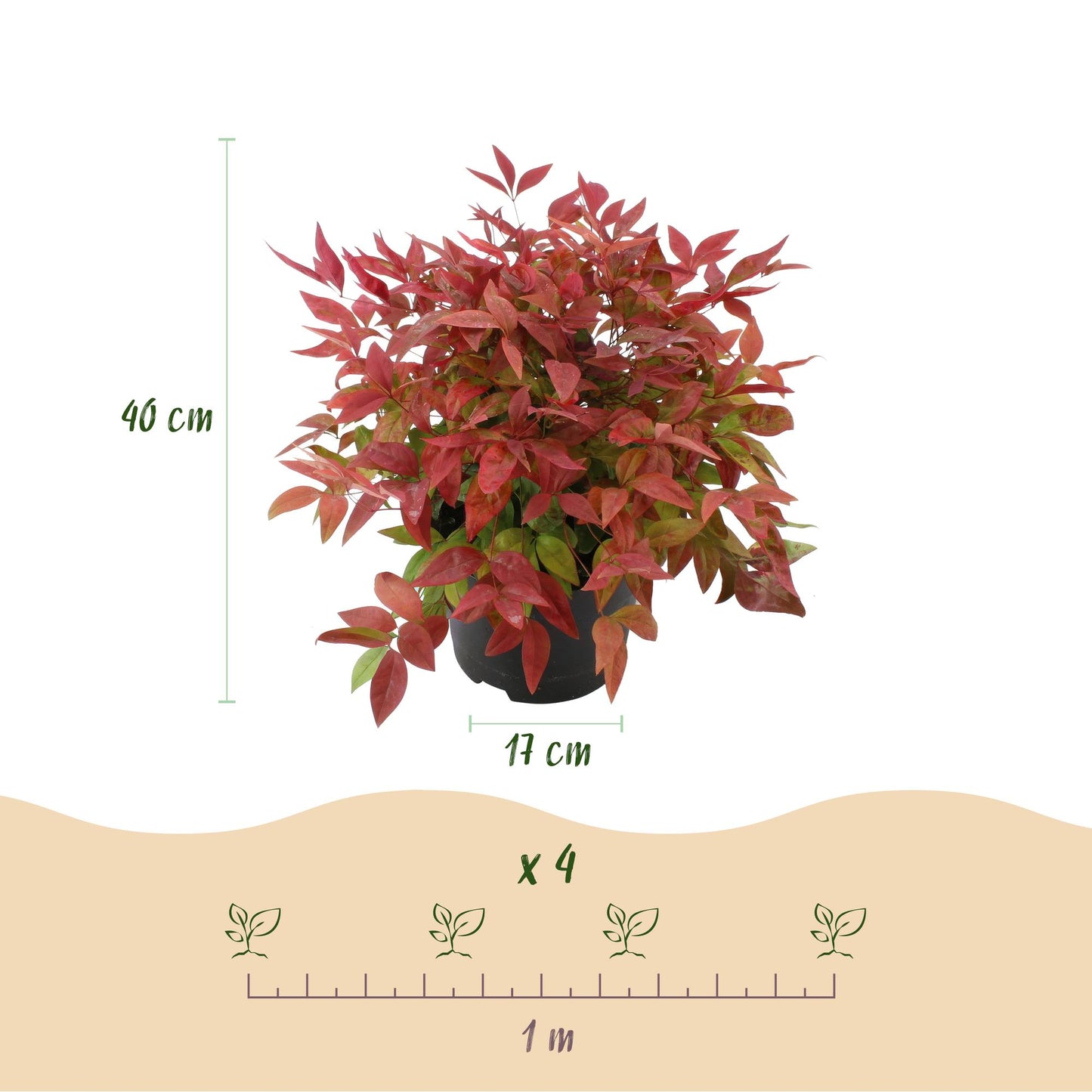 Nandina ‘Blush Pink’ – Hemelse Bamboe | (2 stuks)