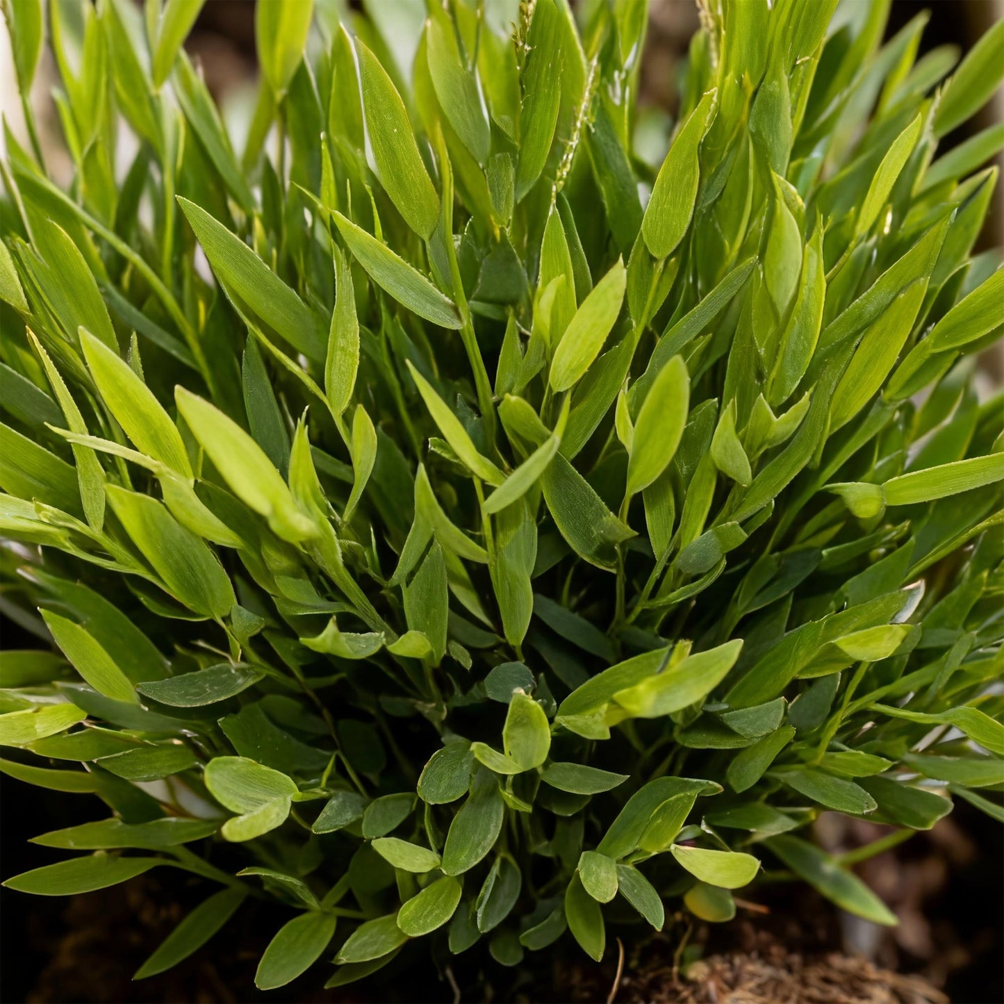 🌿 Pogonatherum ‘Monica’ | Bamboegras Set (2 Stuks)