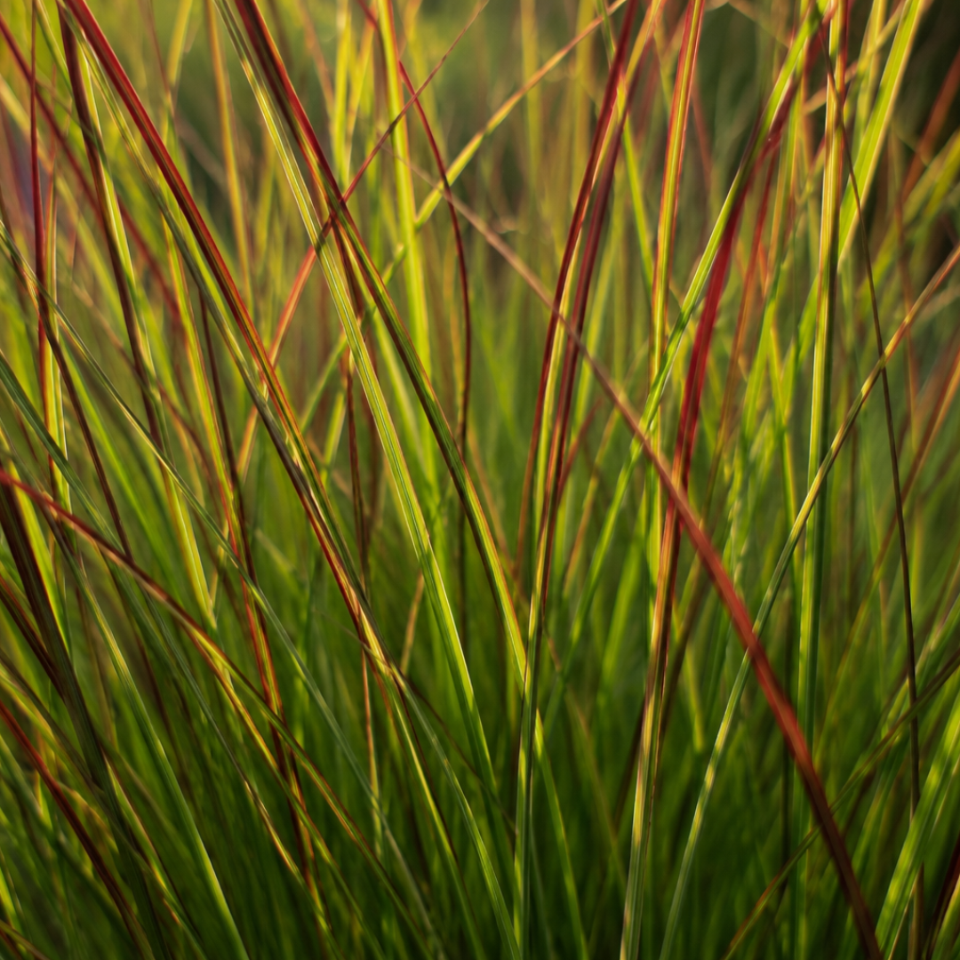 🌾 Panicum virgatum 'Rotstrahlbusch' – Vingergras | 3 stuks