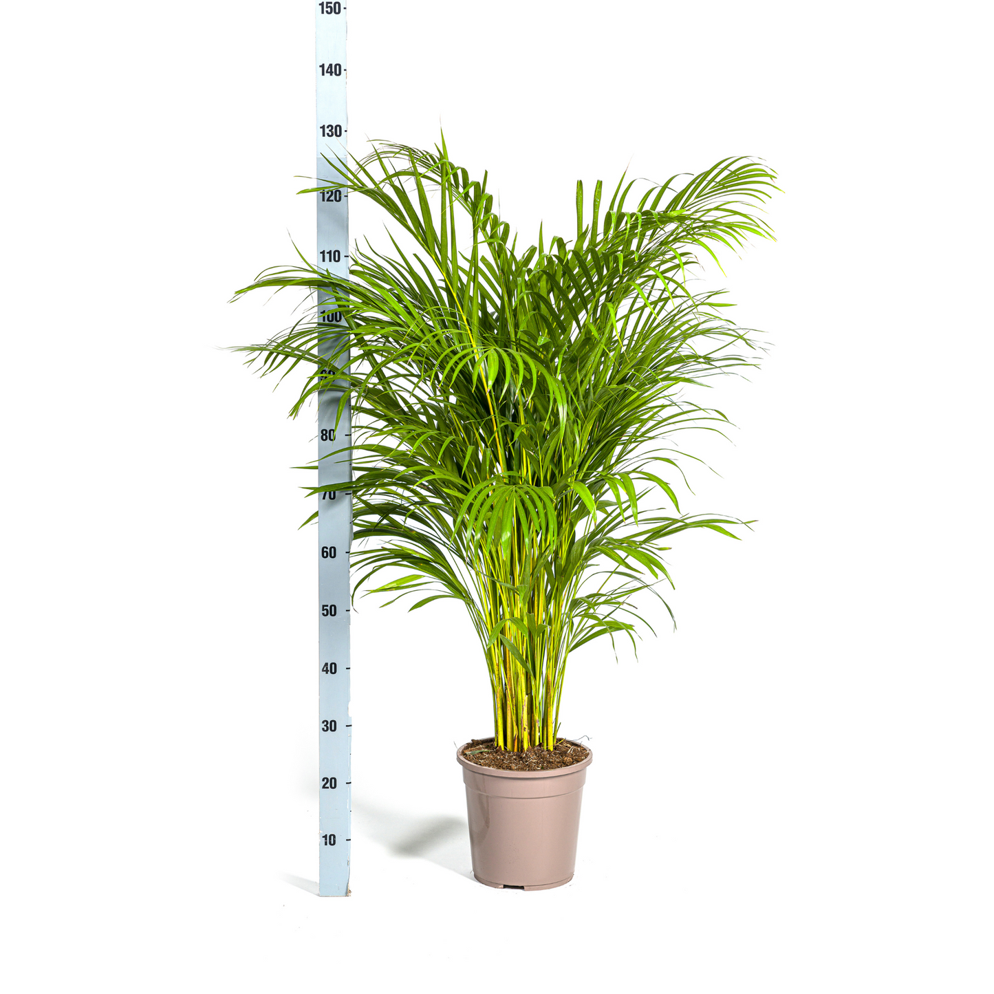 🌿 Dypsis lutescens – Areca Palm