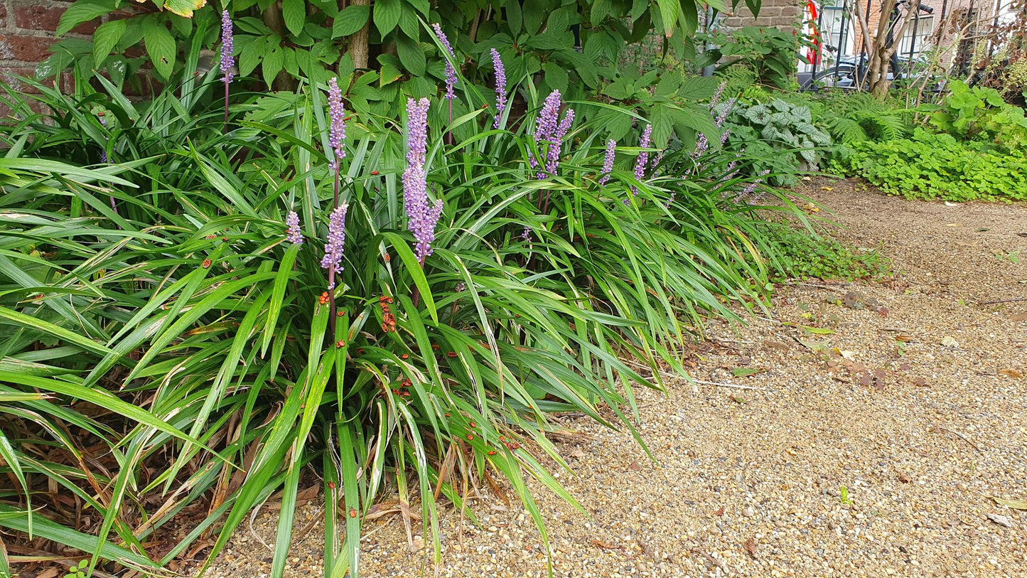 🌿 Liriope ‘Ingwersen’ – Wintergroene Bloeiende Bodembedekker (24 stuks)
