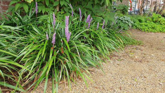 🌿 Liriope ‘Ingwersen’ – Wintergroene Bloeiende Bodembedekker (24 stuks)