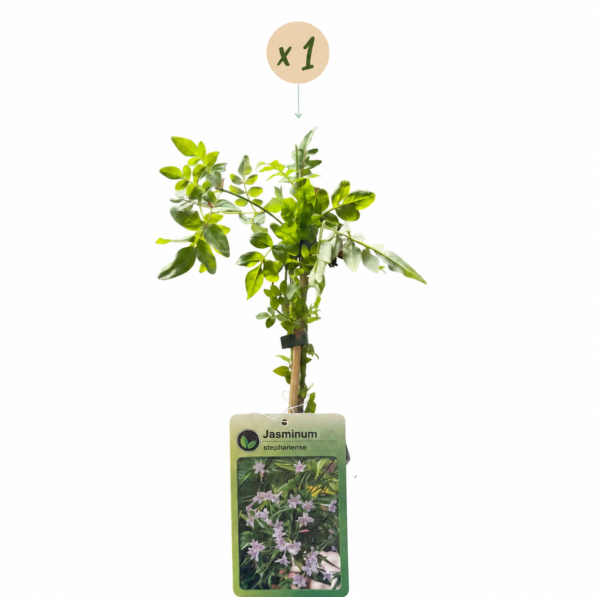 🌸 Jasminum × stephanense – Roze jasmijn – Geurende klimplant