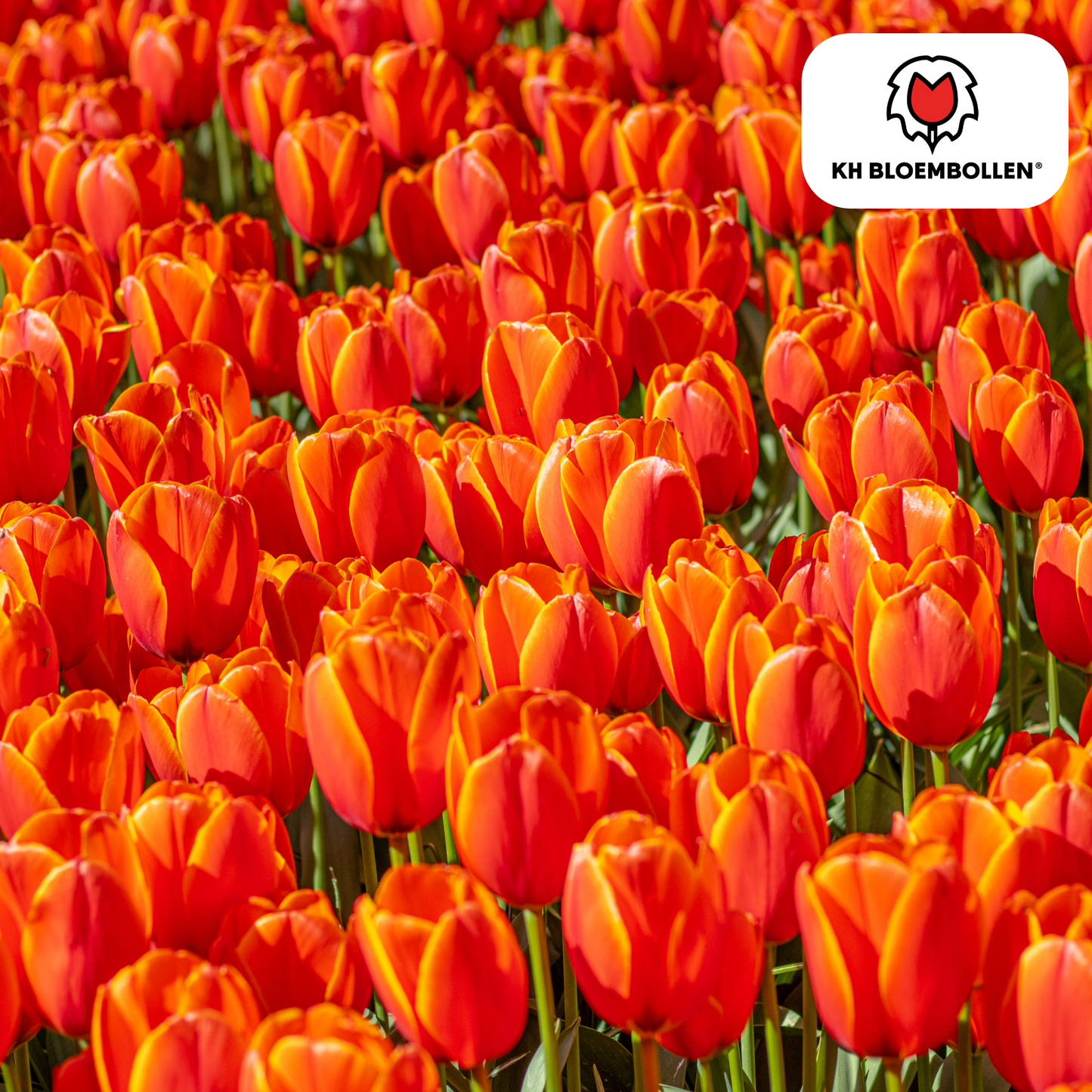 🌷 Tulpenbollen ‘Dafeng’ – Oranje Grootbloemige Tulp (20 Stuks)