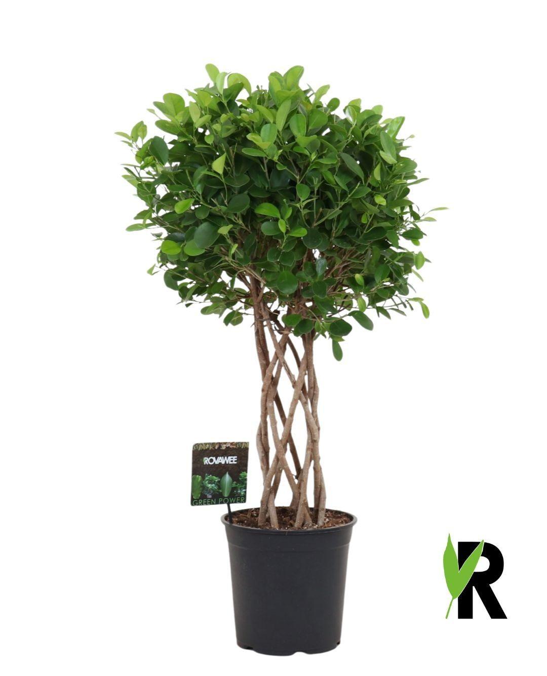 🌿 Ficus Moclame Gevlochten Cilinder