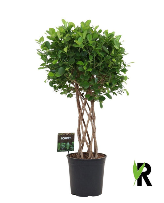 🌿 Ficus Moclame Gevlochten Cilinder – 120 cm