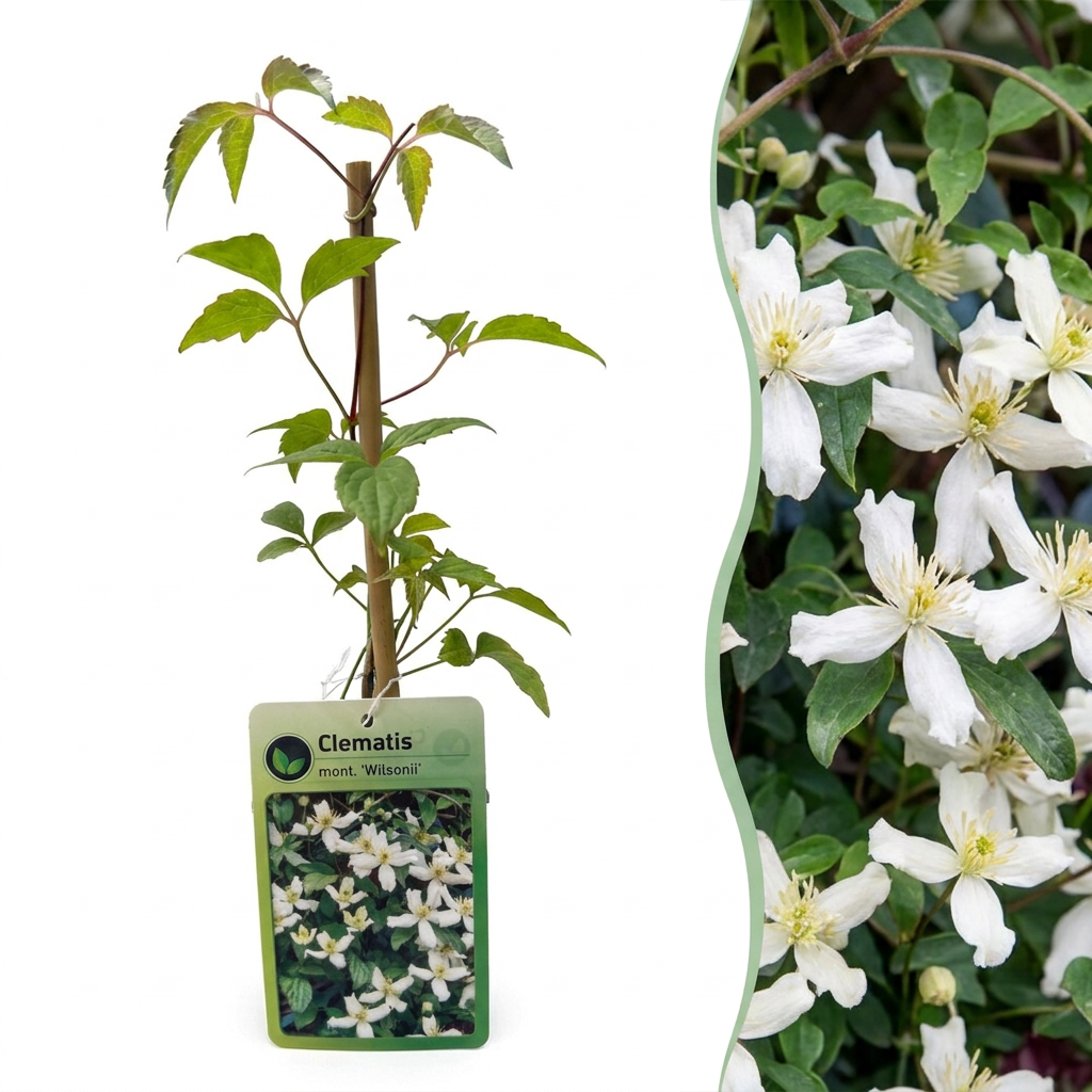 🤍 Clematis montana ‘Wilsonii’ – Bergclematis – Witte klimplant