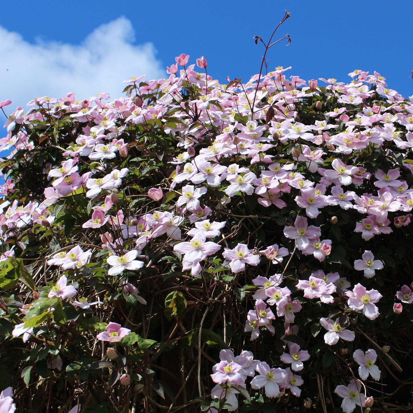 🌸 Clematis montana ‘Rubens’ – Klimplant (2 Stuks)