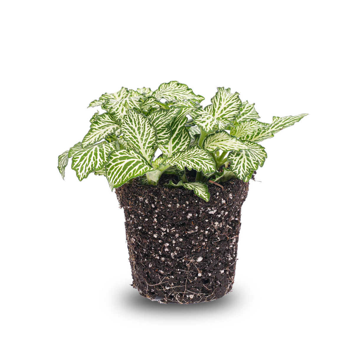 🌿 Fittonia ‘White Tiger’ – Mozaïekplant
