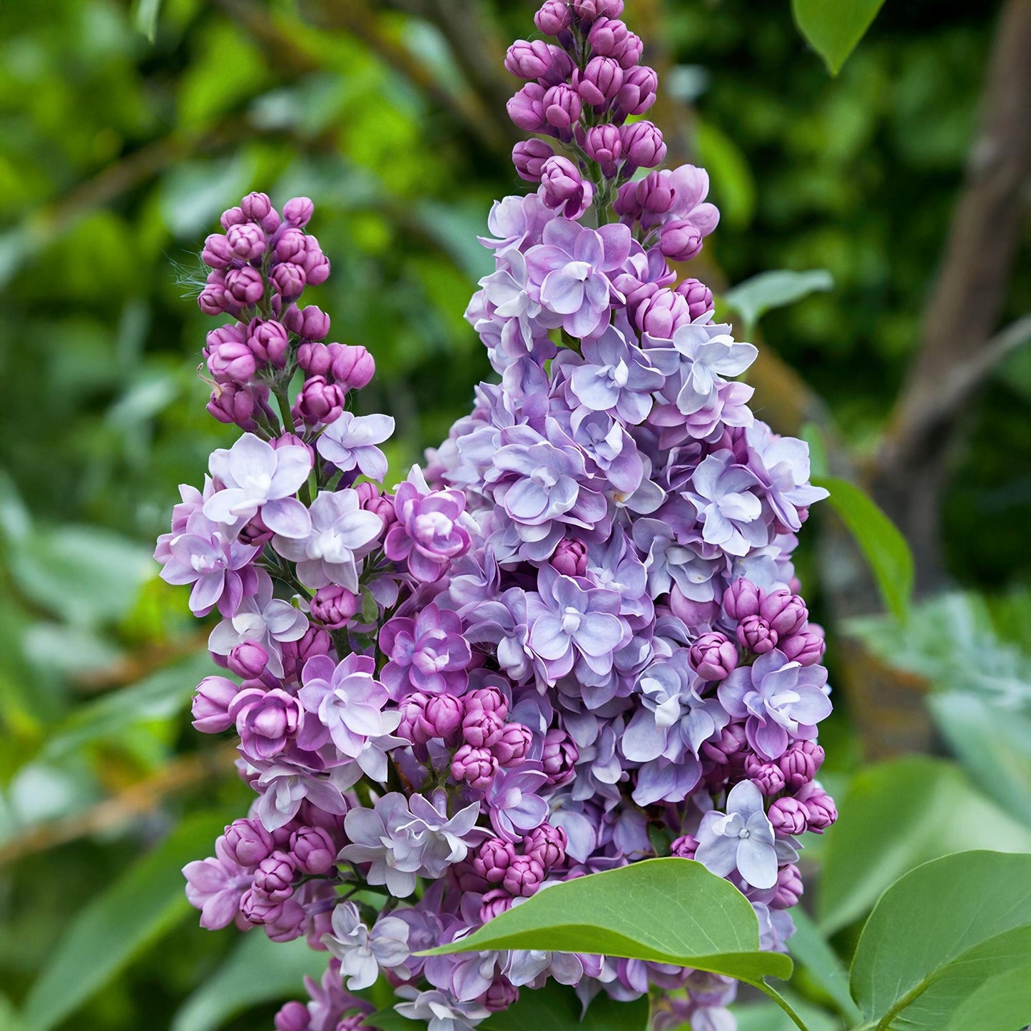 🌸 Syringa vulgaris ‘Michel Buchner’ – Roze Sering
