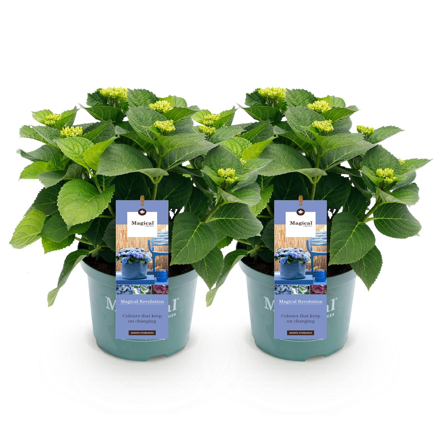 💙 Hydrangea ‘Magical Revolution Blue’ – Blauwe Hortensia | (2 stuks)