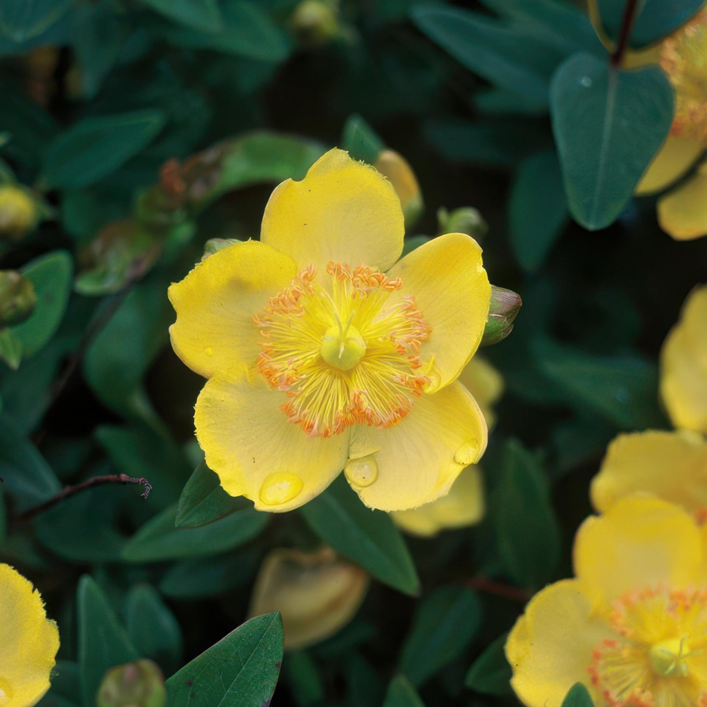 🌿 Hypericum calycinum – Winterharde Geelbloeiende Bodembedekker (24 stuks)