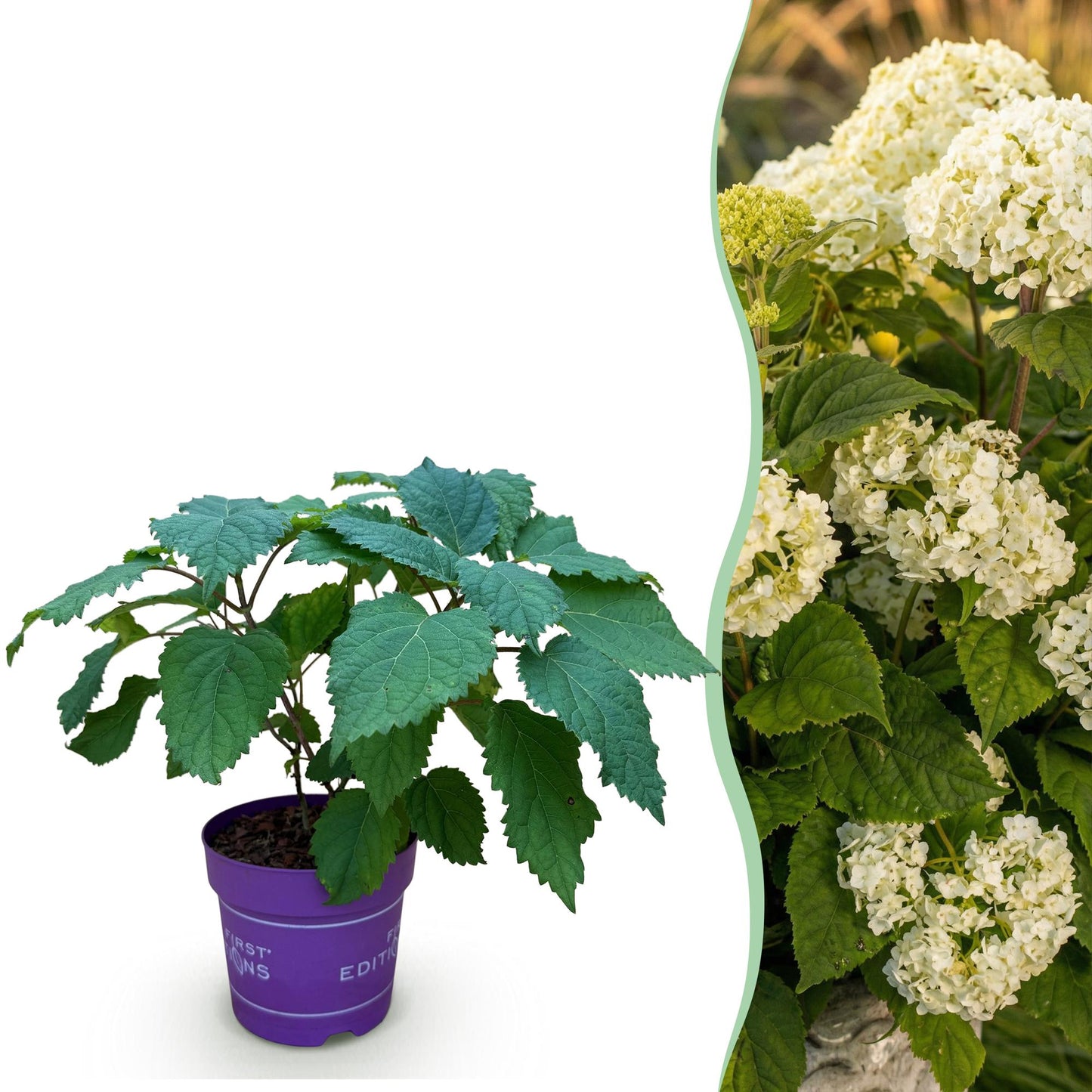 🤍 Hydrangea arborescens ‘FlowerWOW’ – Witte Hortensia
