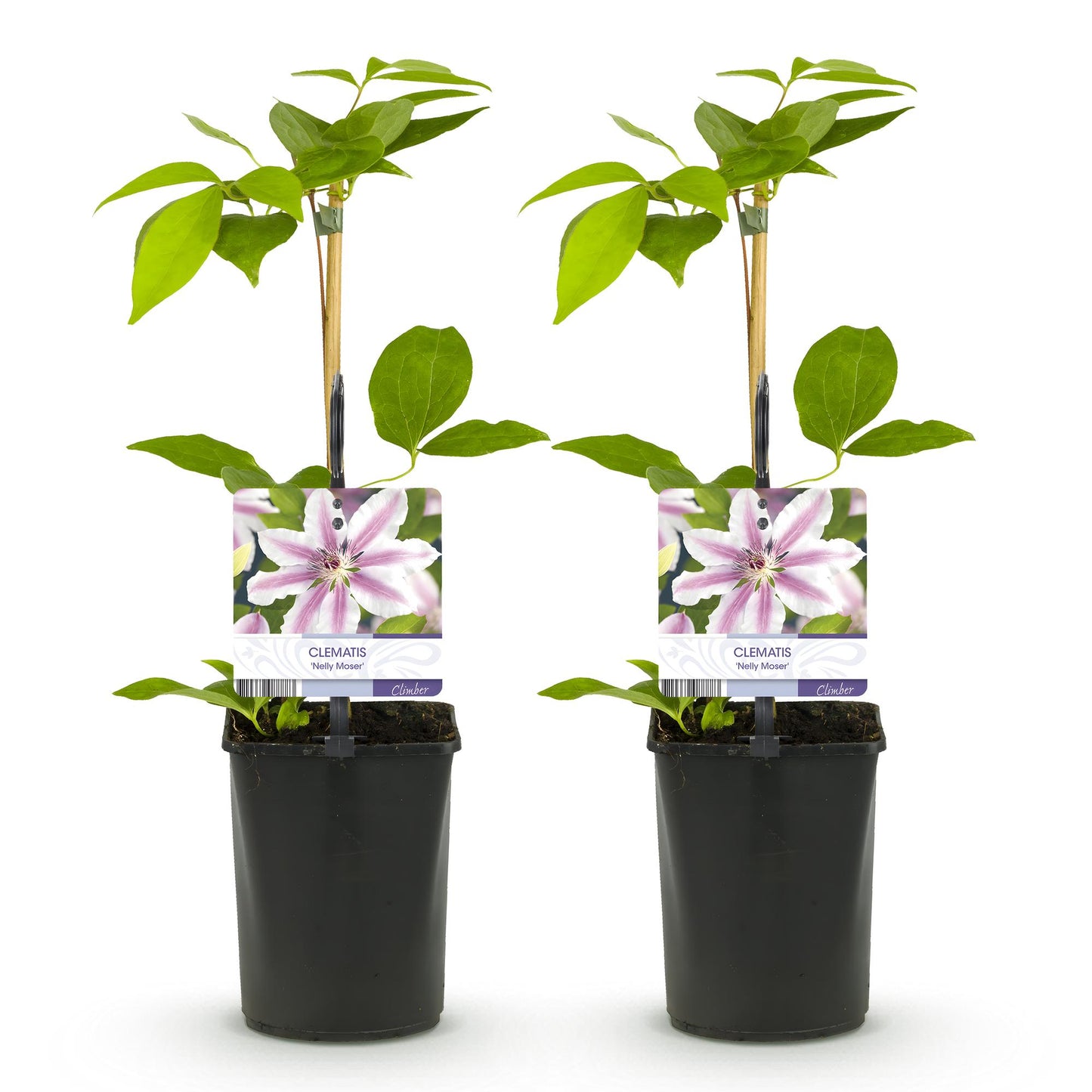 🌸 Clematis ‘Nelly Moser’ – Klimplant (2 Stuks)