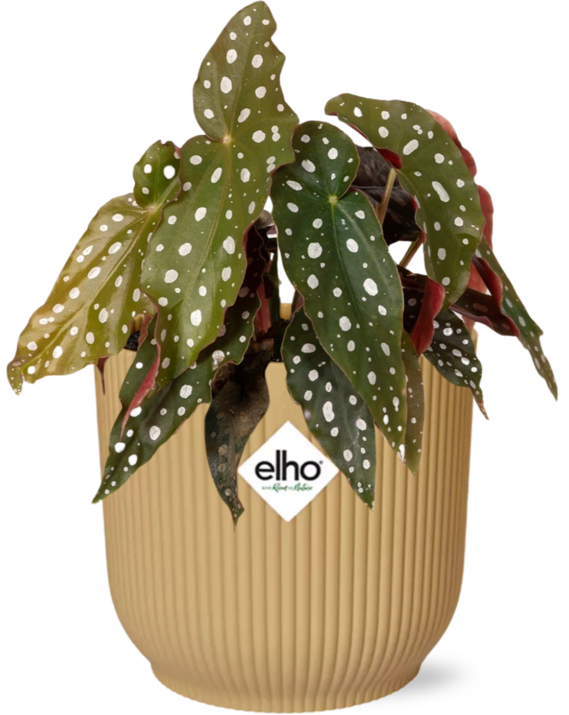 🌸 Begonia Maculata – met Gele ELHO Vibes Fold Pot