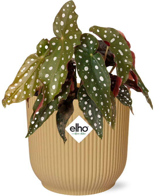🌸 Begonia Maculata – met Gele ELHO Vibes Fold Pot
