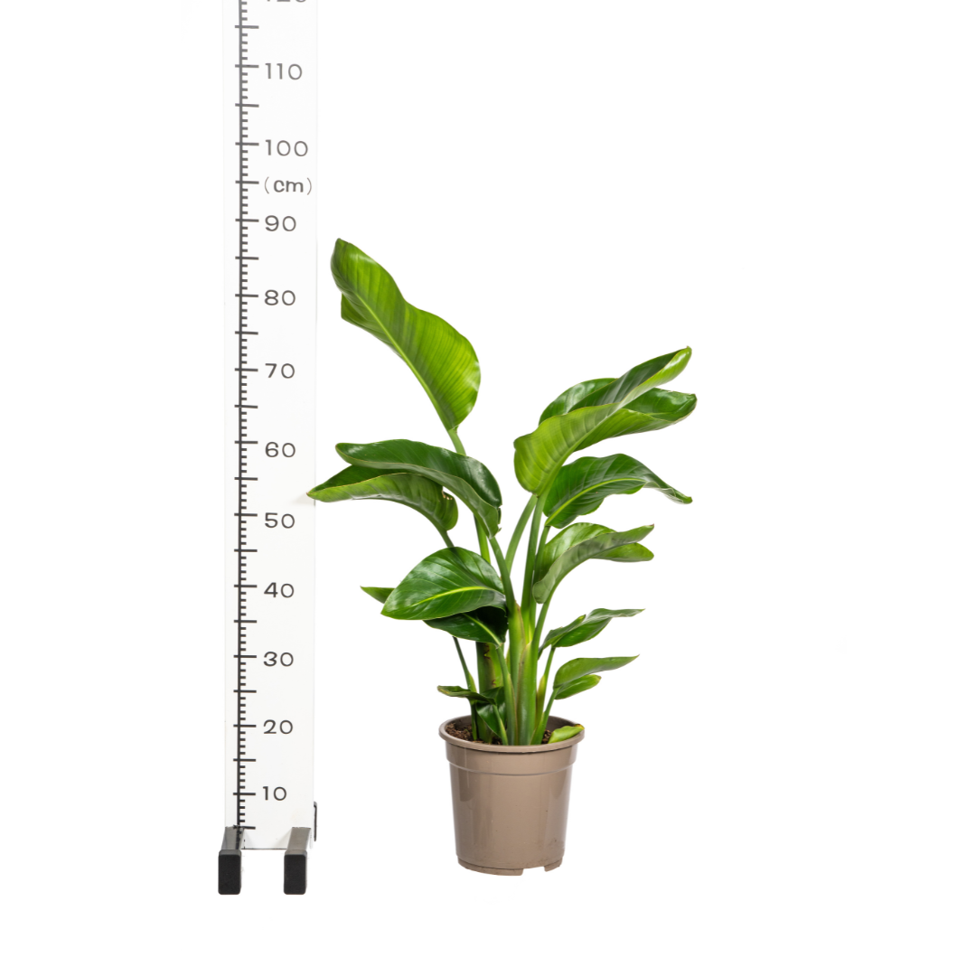 🌴 Strelitzia Nicolai XL Paradijsvogelplant