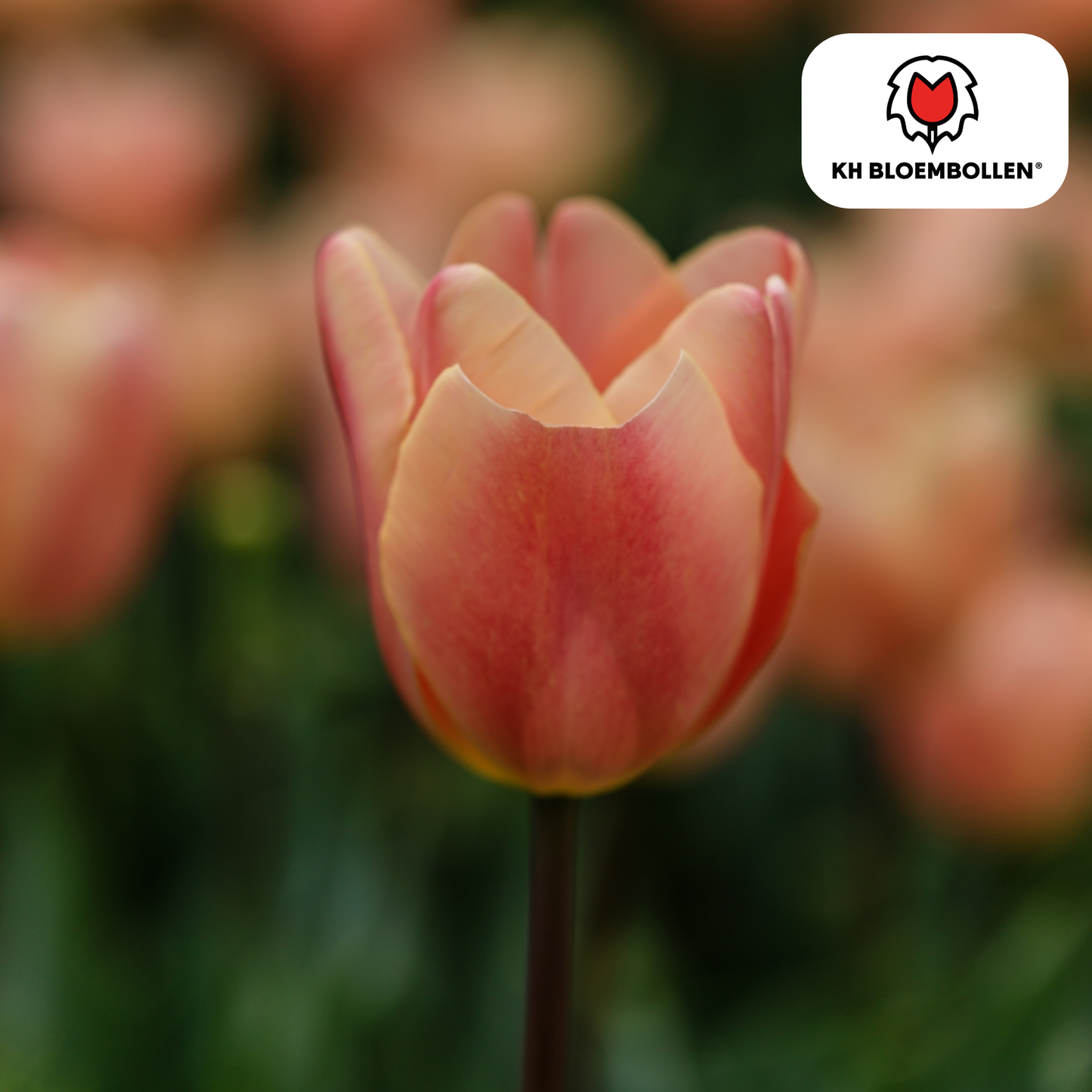 🌷 Tulpenbollen ‘Apricot Foxx’ – Zalmroze Grootbloemige Tulp (20 Stuks)