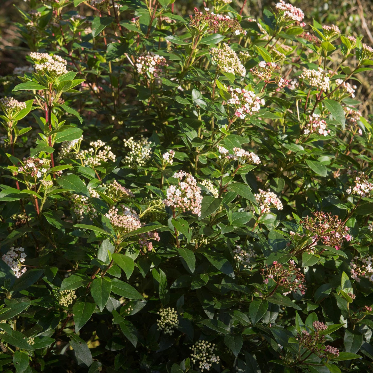 🌸 Viburnum tinus ‘Eve Price’ – Viburnum op Stam