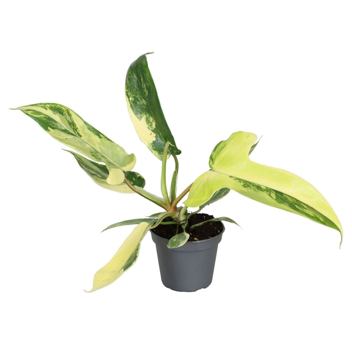🌿 Philodendron ‘Florida Beauty’ – Bonte tropische klimplant