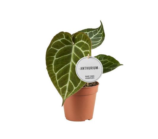 🌿 Anthurium crystallinum | Luxe Fluweelachtige Bladplant