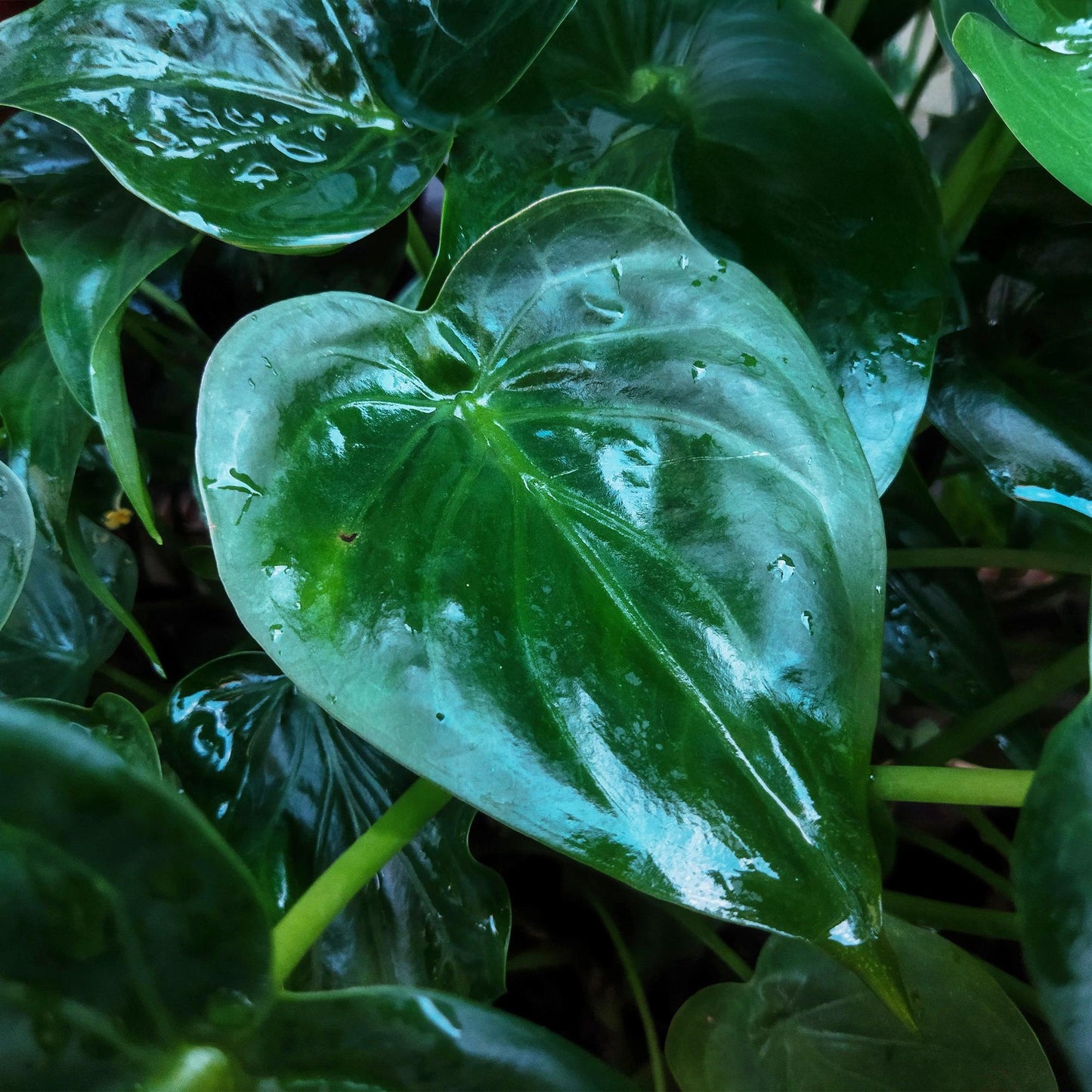 🌿 Alocasia cucullata – Tropische Olifantsoor Kamerplant