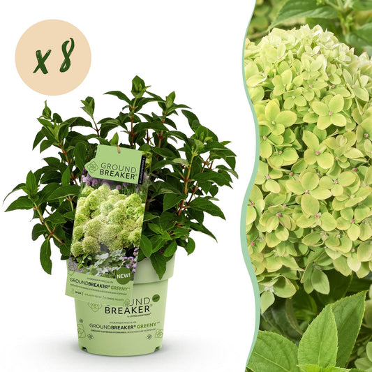 🌸 Hydrangea paniculata 'Groundbreaker Greeny' | Pluimhortensia (8 Stuks)