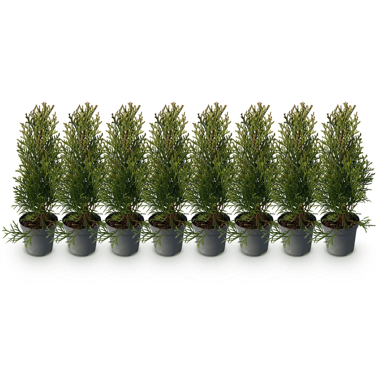 🌿 Thuja occidentalis ‘Smaragd’ | Haagplant (8 Stuks)