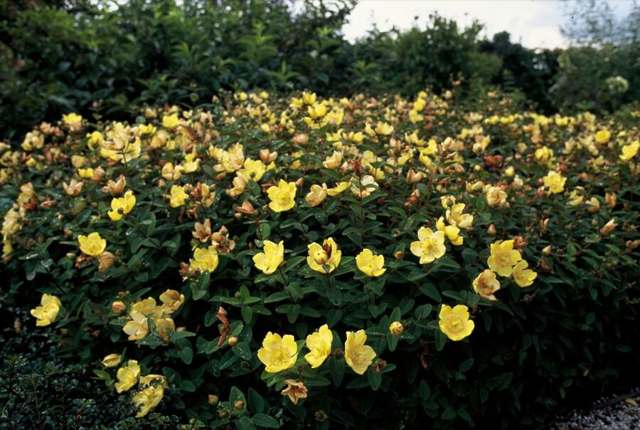 🌿 Hypericum dummeri ‘Peter Dummer’ – Winterharde Geelbloeiende Bodembedekker (6 stuks)