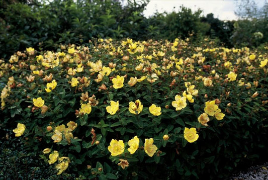 🌿 Hypericum dummeri ‘Peter Dummer’ – Winterharde Geelbloeiende Bodembedekker (6 stuks)