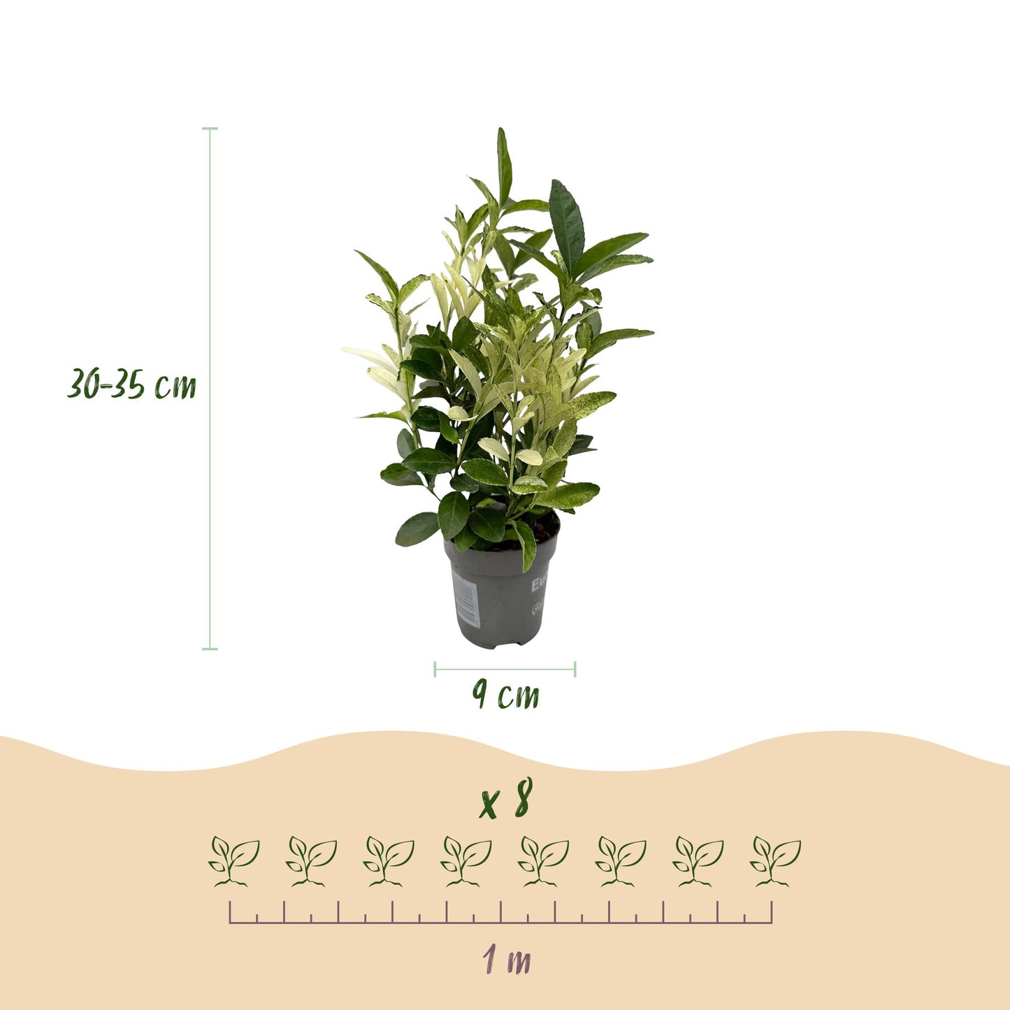 🌿 Euonymus japonica ‘Paloma Blanca’ | Bonte Haagplant (8 Stuks)