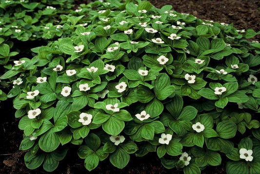 🌿 Cornus canadensis – Winterharde Schaduwbodembedekker (24 stuks)