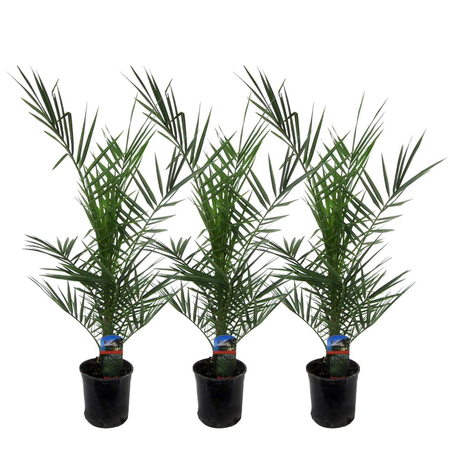 🌴 Phoenix canariensis – Mediterrane Dadelpalm (3 stuks)