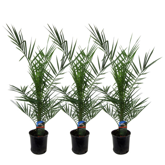 🌴 Phoenix canariensis – Mediterrane Dadelpalm (3 stuks)