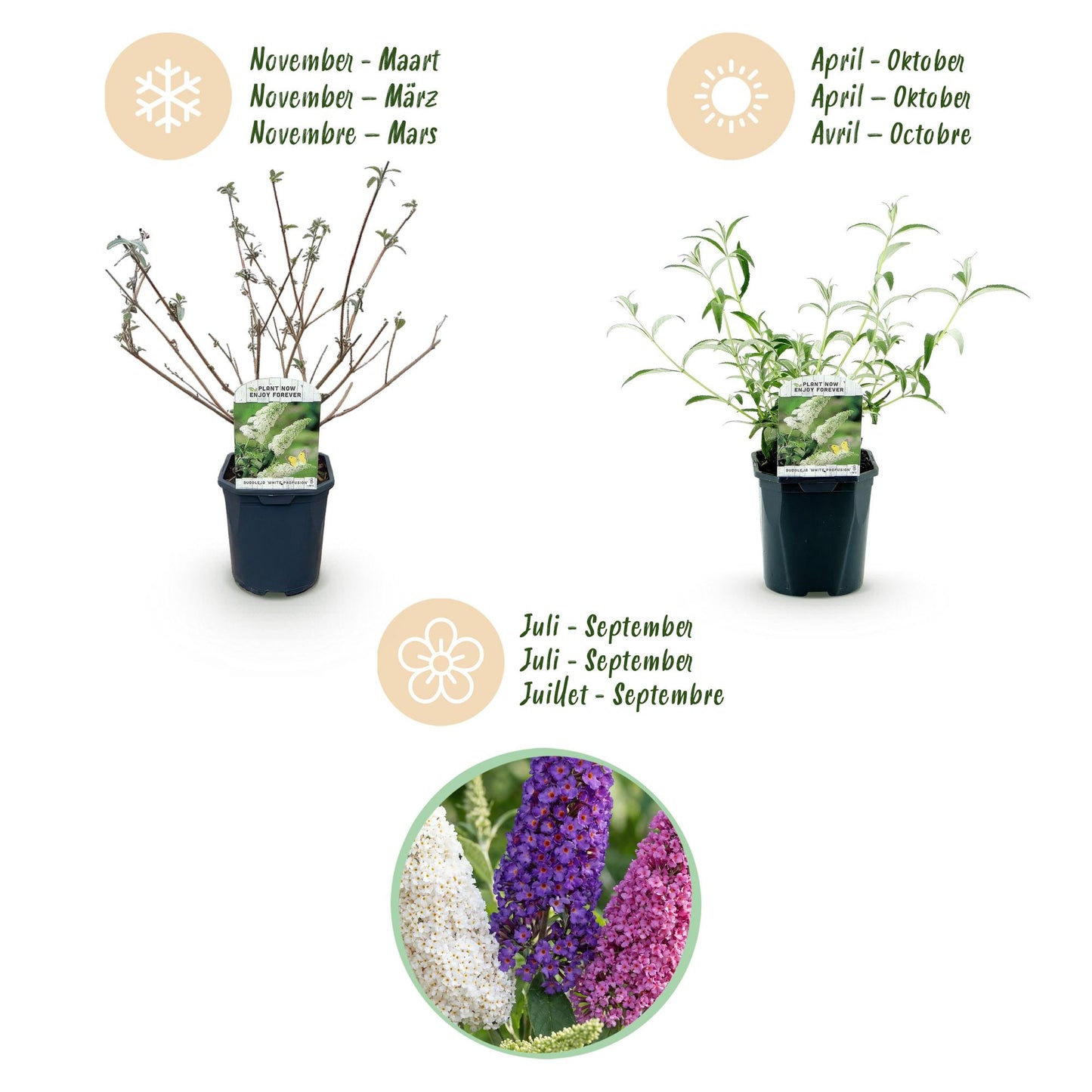 🦋 Buddleja davidii ‘Tricolour’ – Vlinderstruik Mix | (3 stuks)