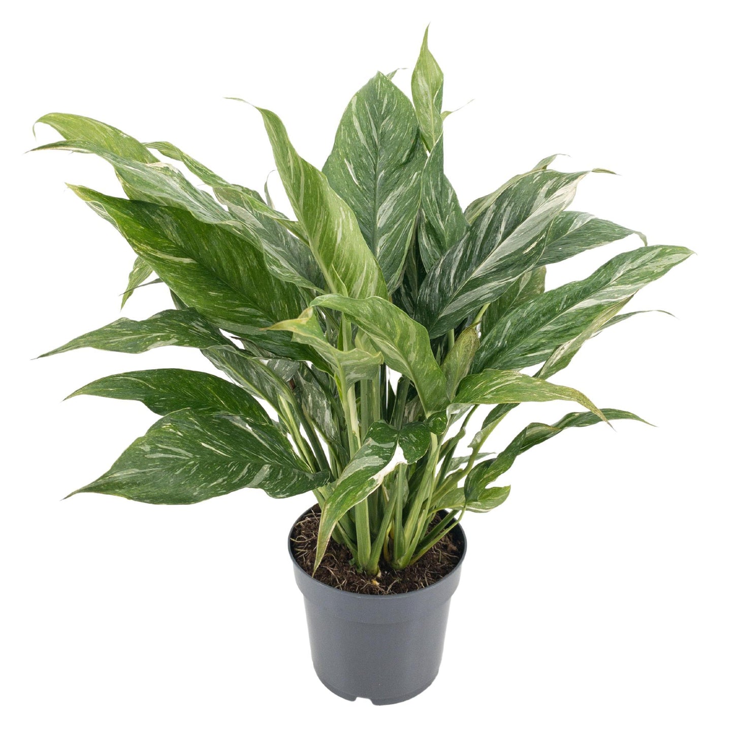 🌿 Spathiphyllum Diamond Variegata | Bonte Lepelplant