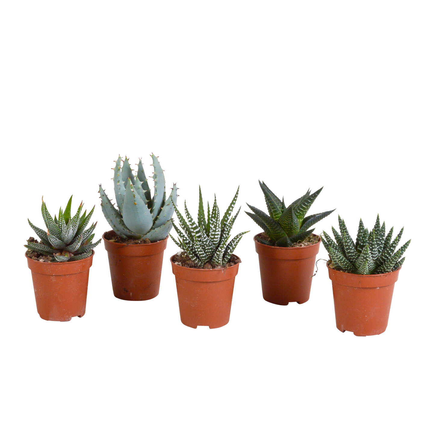 🌵 Gasteria & Haworthia Mix –  Zonder pot (5 stuks)