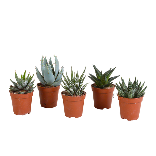 🌵 Gasteria & Haworthia Mix –  Zonder pot (5 stuks)