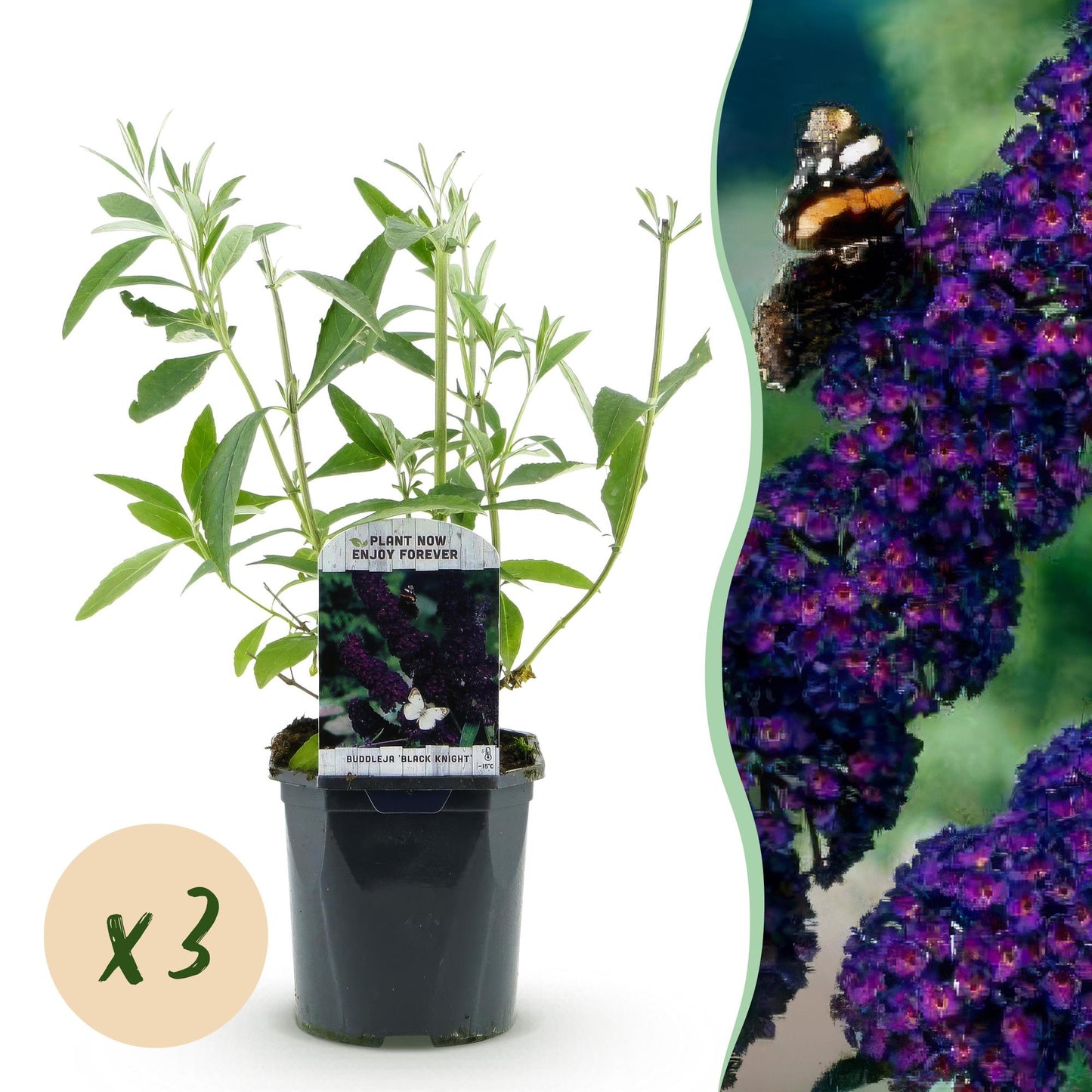 🦋 Buddleja davidii ‘Black Night’ – Paarse Vlinderstruik | (3 stuks)