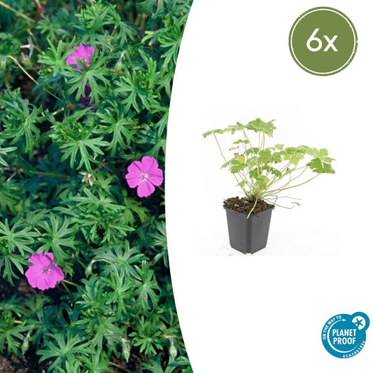🌸 6x Geranium ‘Tiny Monster’ – Vrolijke Bodembedekker voor Tuin & Border – Ø9 cm pot