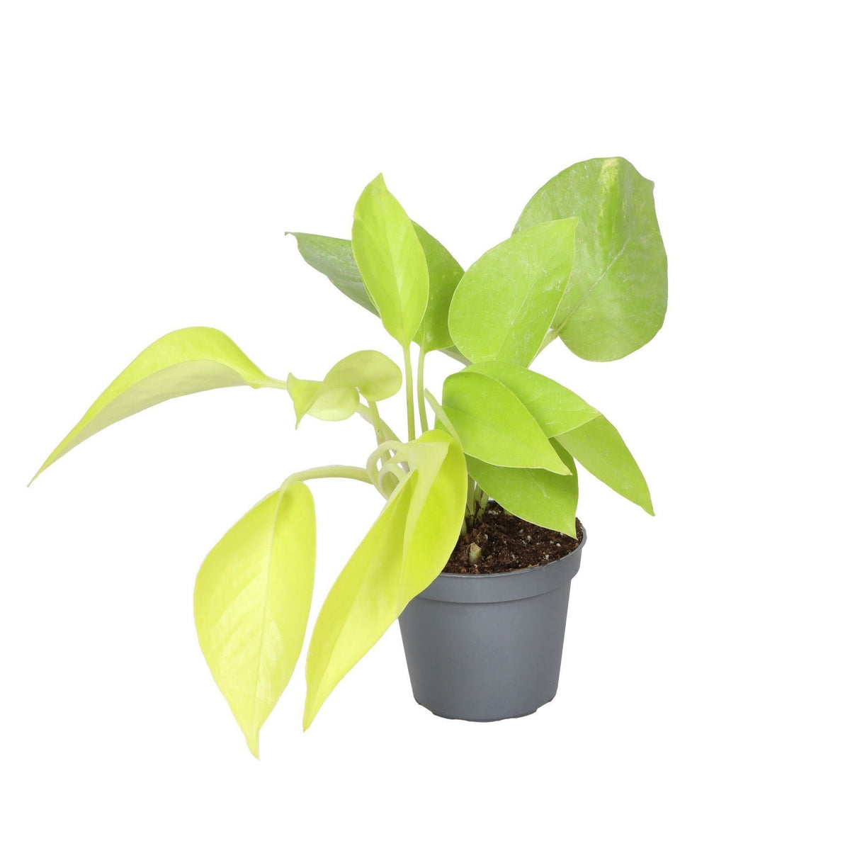 💚 Philodendron ‘Neon’ – Limoengroene kamerplant