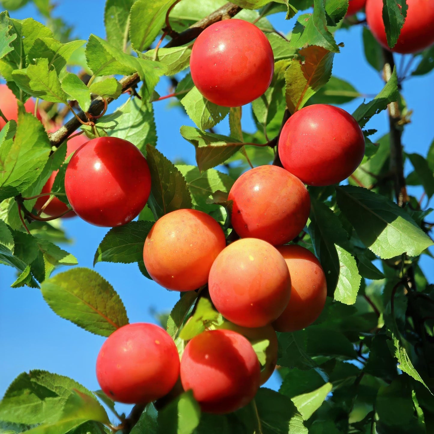 🌳 Prunus domestica ‘Victoria’ – Pruimenboom