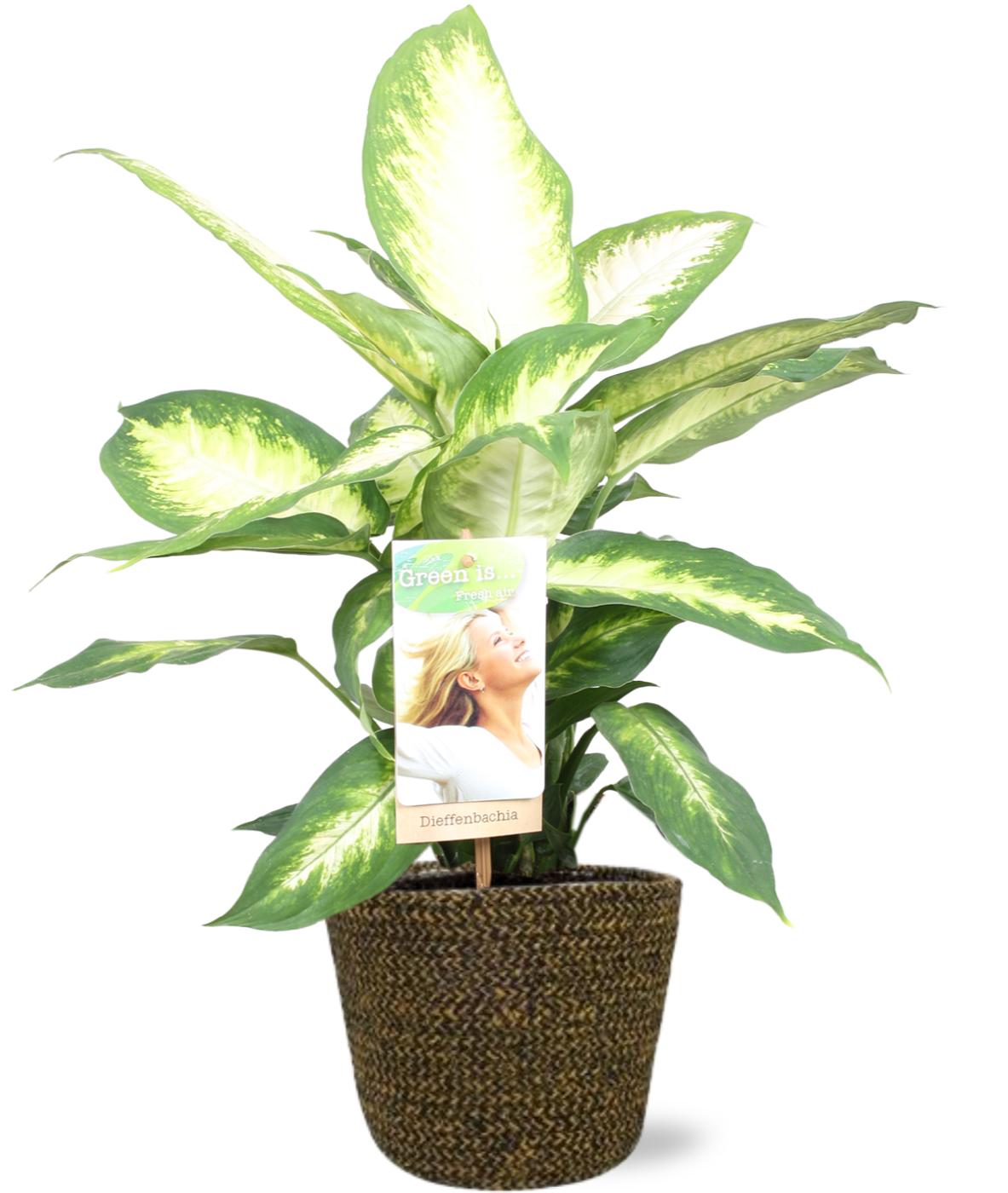 🌿 Dieffenbachia Camilla – met Selin Pot