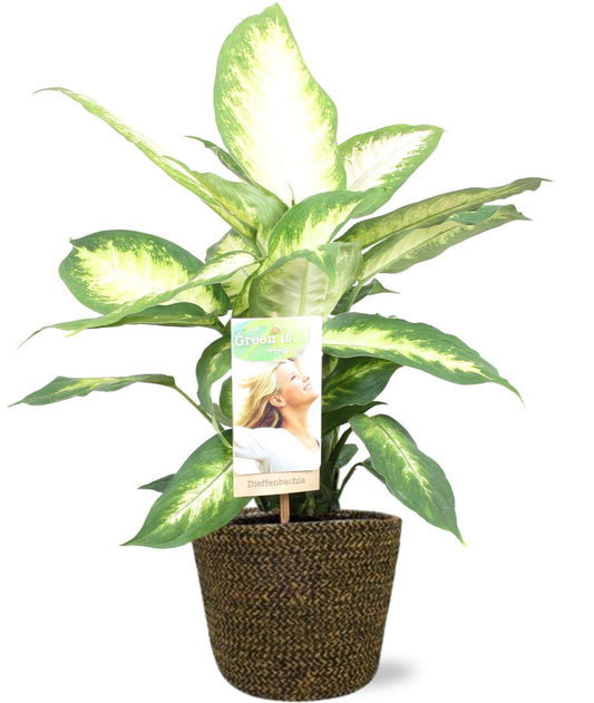 🌿 Dieffenbachia Camilla – met Selin Pot