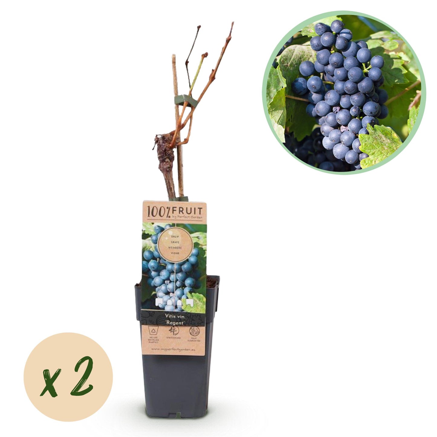 🍇 Vitis vinifera ‘Regent’ – Blauwe Druif (2 Stuks)