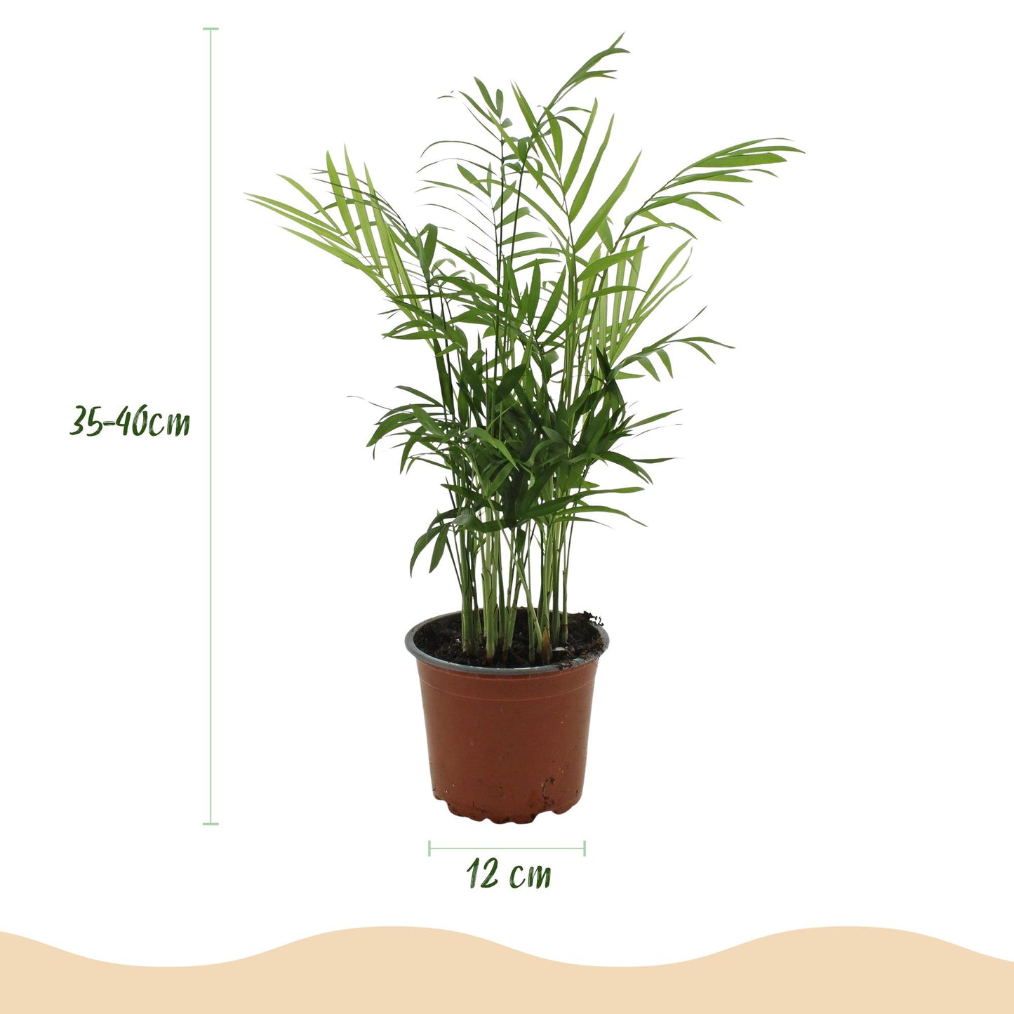 🌿 Chamaedorea elegans | Goudpalm met Grijze Pot (4 Stuks)