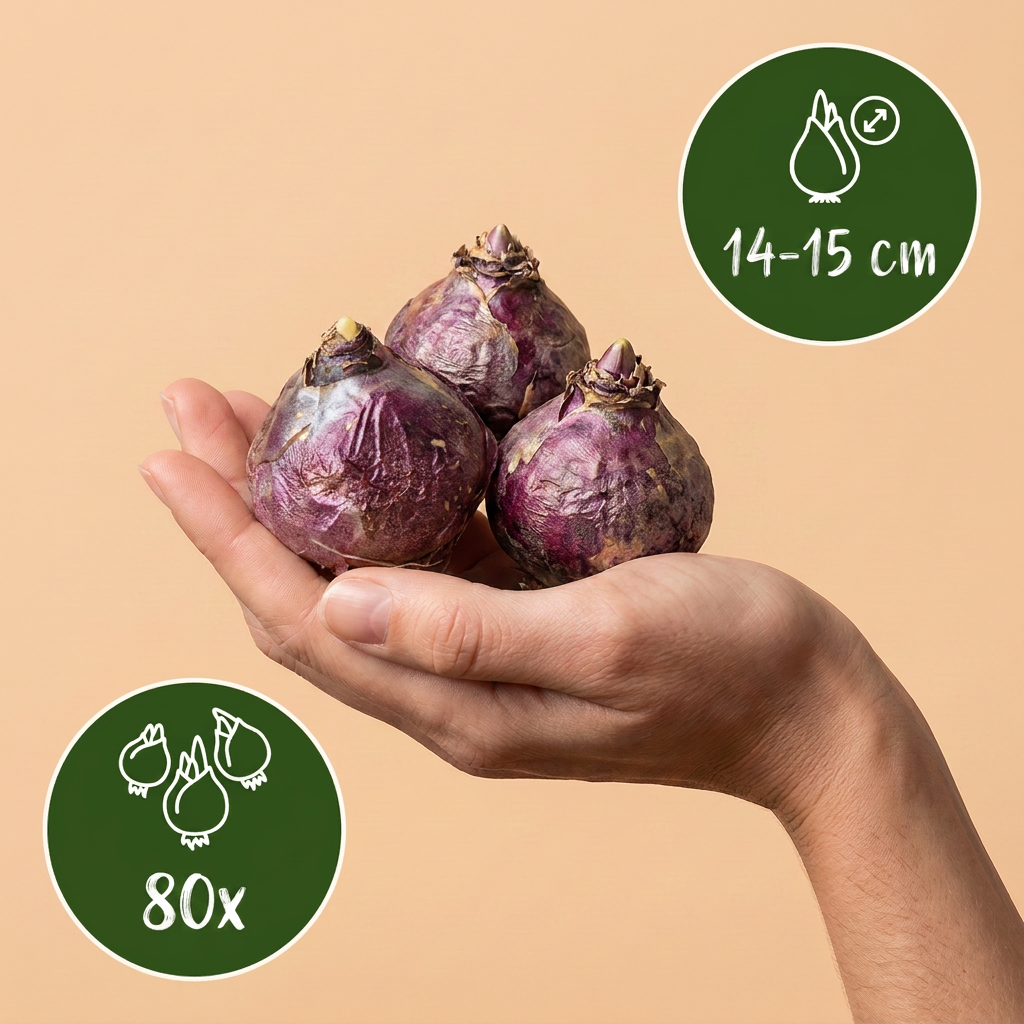 🌸 Hyacinthus mix – Hyacint mix (80 stuks)