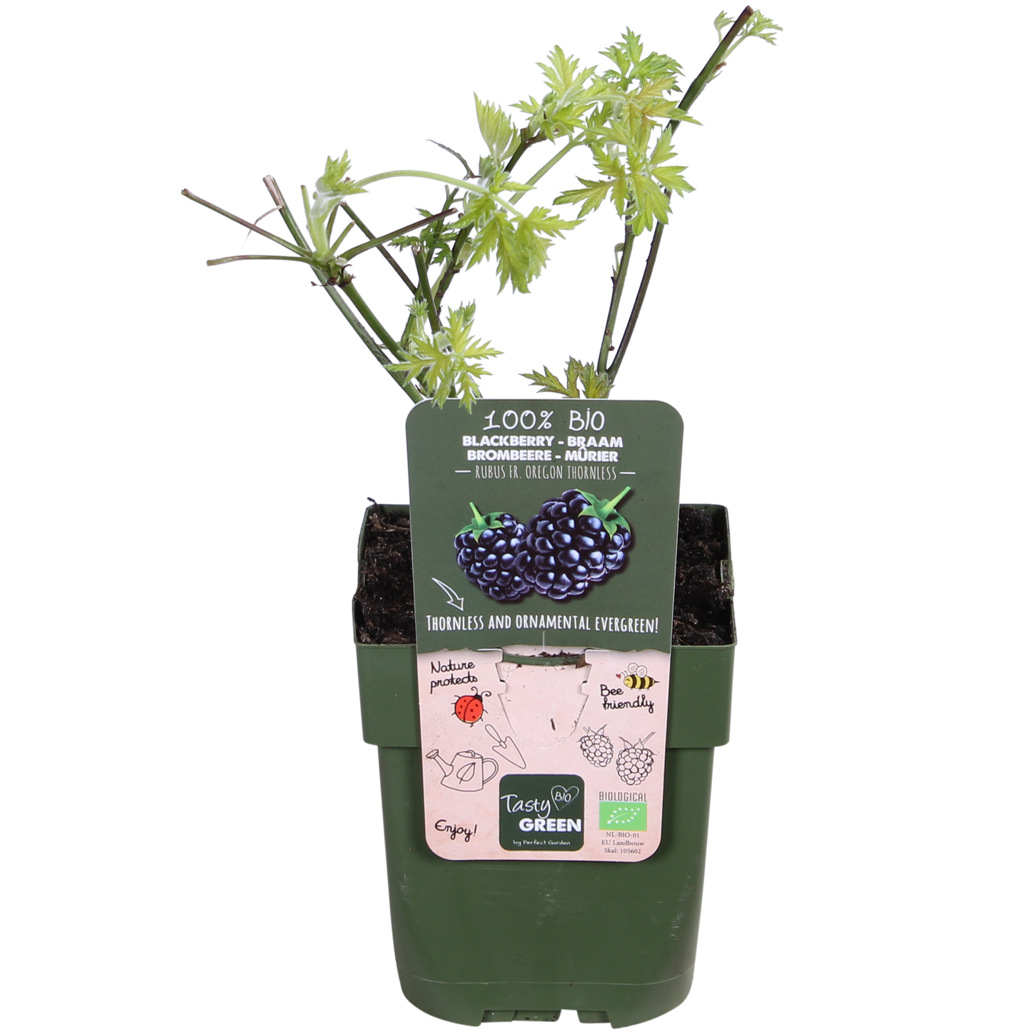 🍇 Rubus fruticosus ‘Thornless Evergreen’ – Doornloze Braam
