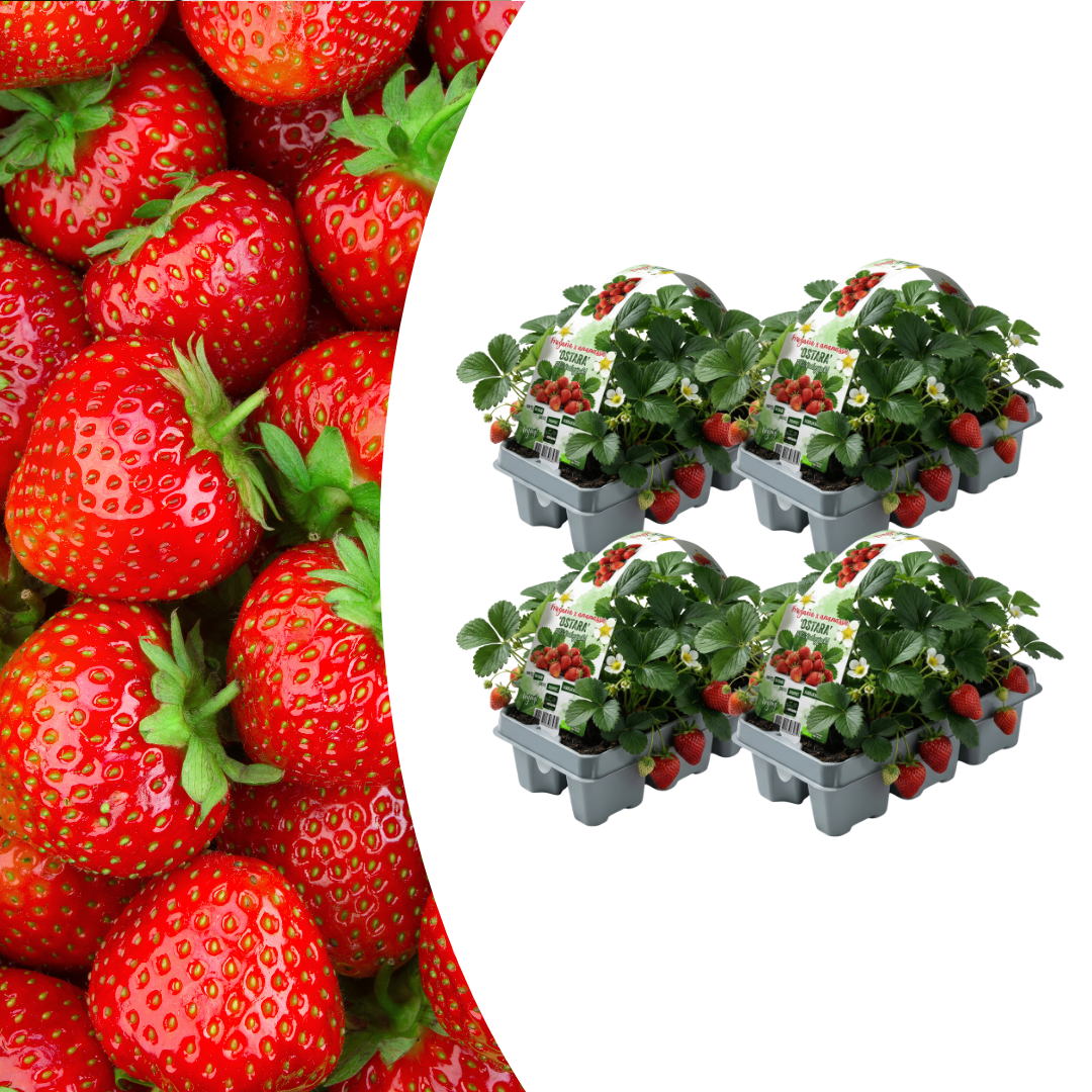 🍓 Biologische Aardbeiplanten | 24 Planten | 4x6 Pack | Fragaria